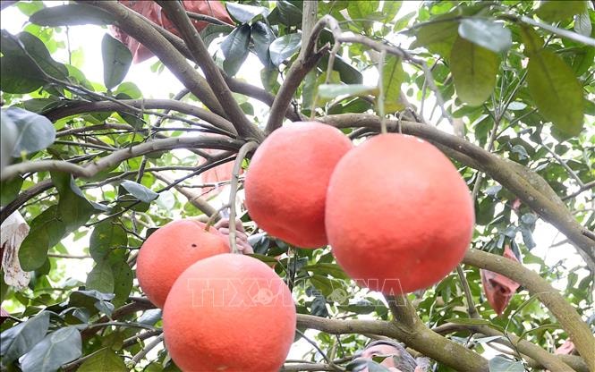 Bưởi tiến Vua làng Luận Văn hút khách dịp Tết