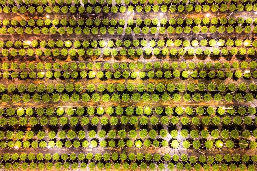 Nông dân bắt hoa “ăn điện" chờ Tết