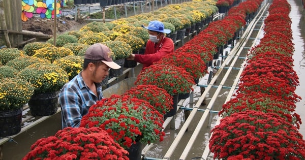 Rộn ràng hoa Tết