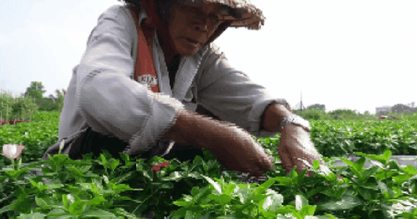 VIDEO: Nông dân làng hoa Thới An thấp thỏm với hoa Tết