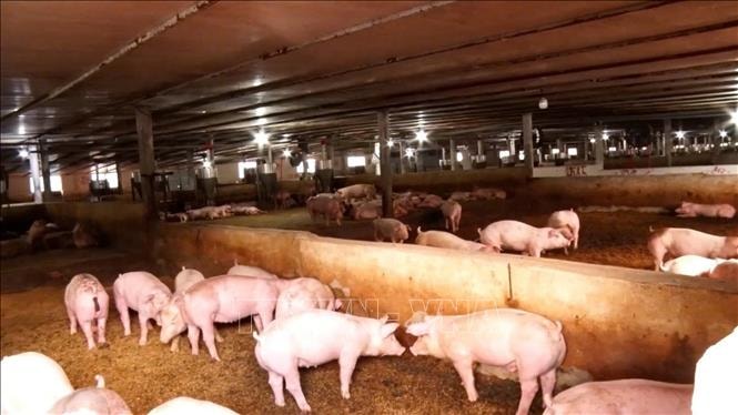 Giá lợn hơi tăng cao, người nuôi vẫn thận trọng tái đàn