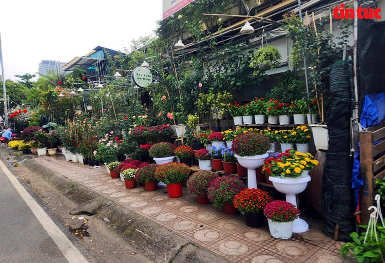 Thị trường hoa, cây cảnh Tết khởi động sớm, sức mua dè dặt