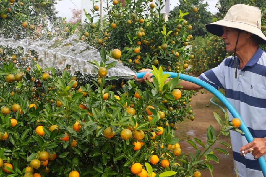 Thủ phủ quất cảnh Hội An tất bật vào vụ làm ăn lớn nhất năm