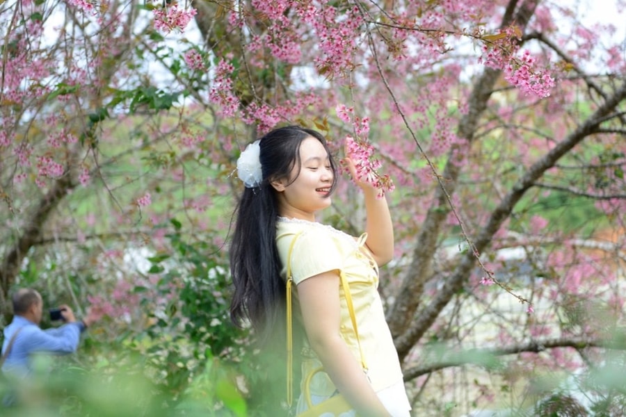 Lễ hội hoa Mai anh đào kéo dài một tháng ở Đà Lạt có gì đặc sắc?
