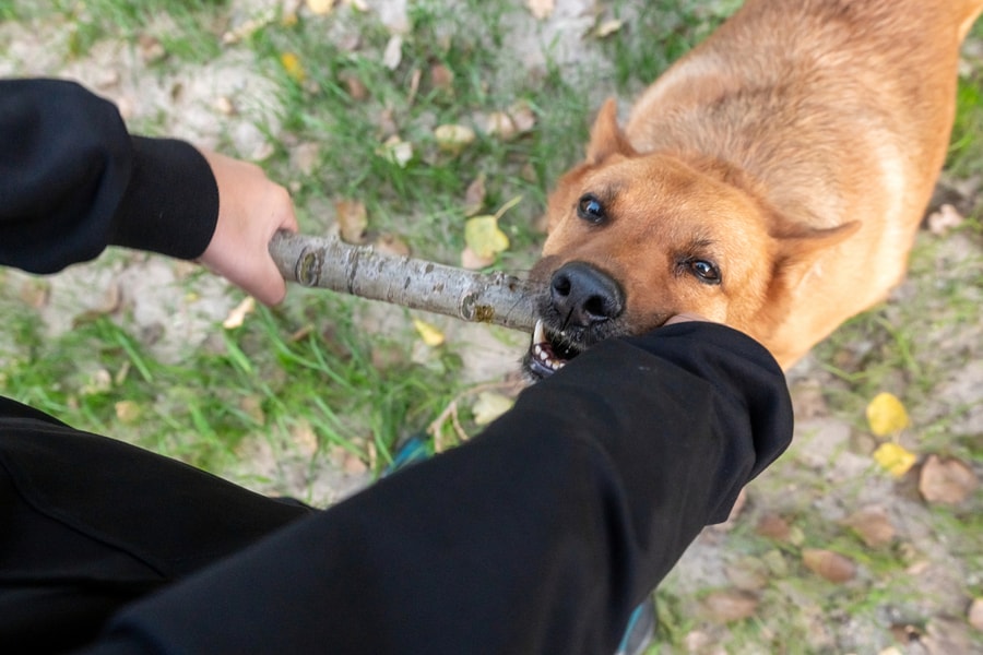 Gặp rắc rối sau khi bị chó cắn