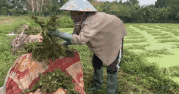 “Nghề lội nước” kiếm tiền triệu mỗi ngày tại TPHCM