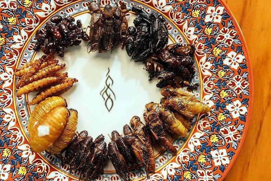 Đầu bếp Michelin khuyên ăn côn trùng