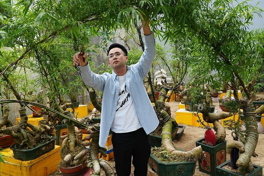 Biến gốc tre thành bonsai độc lạ