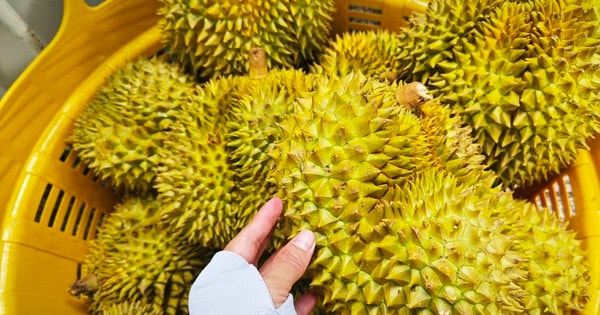 Dự báo xuất khẩu sầu riêng sang Trung Quốc 2026, liệu có vượt qua Thái Lan?