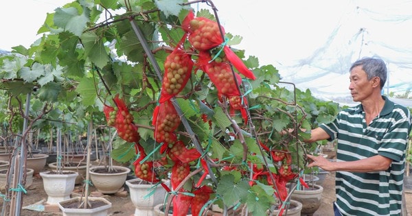 Nông dân Khánh Hòa tất bật hồi sinh nho cảnh đón Tết Nguyên đán 2026