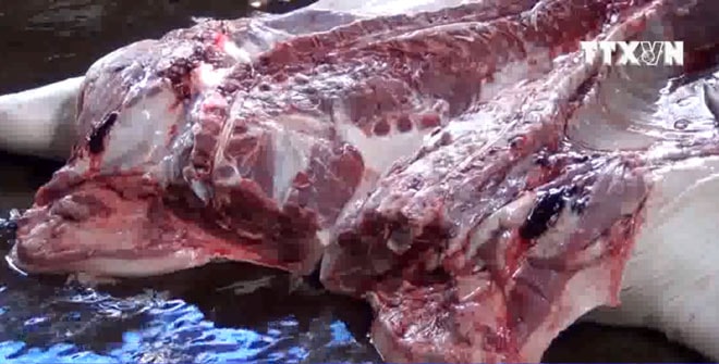 Hải Phòng tăng cường quản lý kiểm dịch, quản lý giết mổ động vật