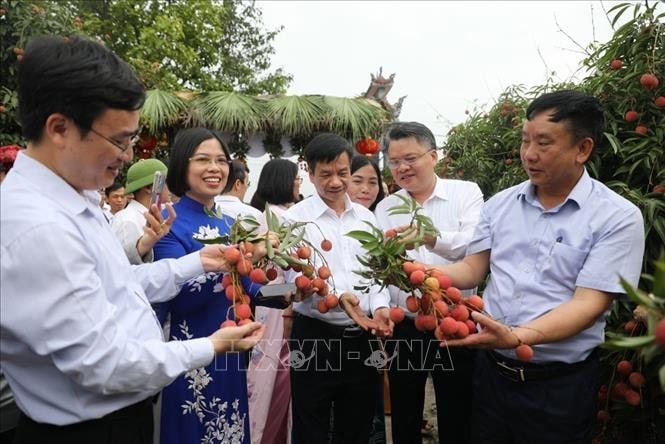 Nhà khoa học góp phần đưa thương hiệu vải thiều bay xa