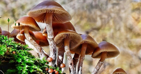 Bộ Y tế: Khẩn trương điều tra vụ nghi ngộ độc thực phẩm do ăn nấm lạ tại Tây Ninh