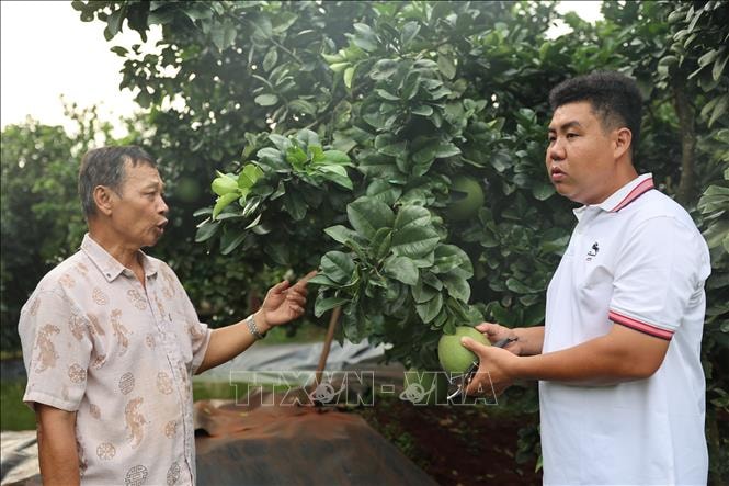 Chàng giám đốc trẻ đưa bưởi da xanh Sông Xoài vươn xa