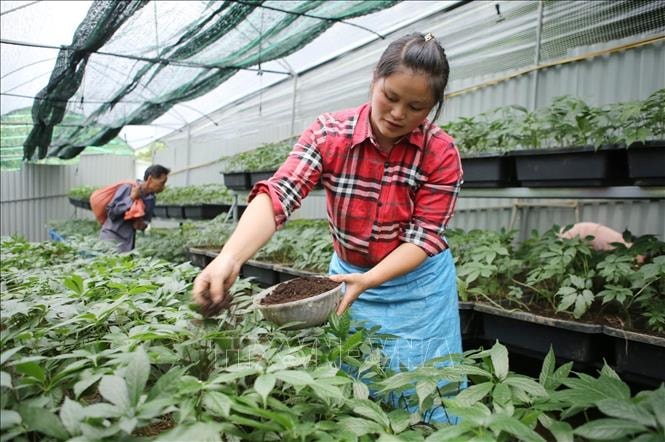 Hỗ trợ doanh nghiệp ứng dụng khoa học nâng tầm giá trị dược liệu Việt Nam