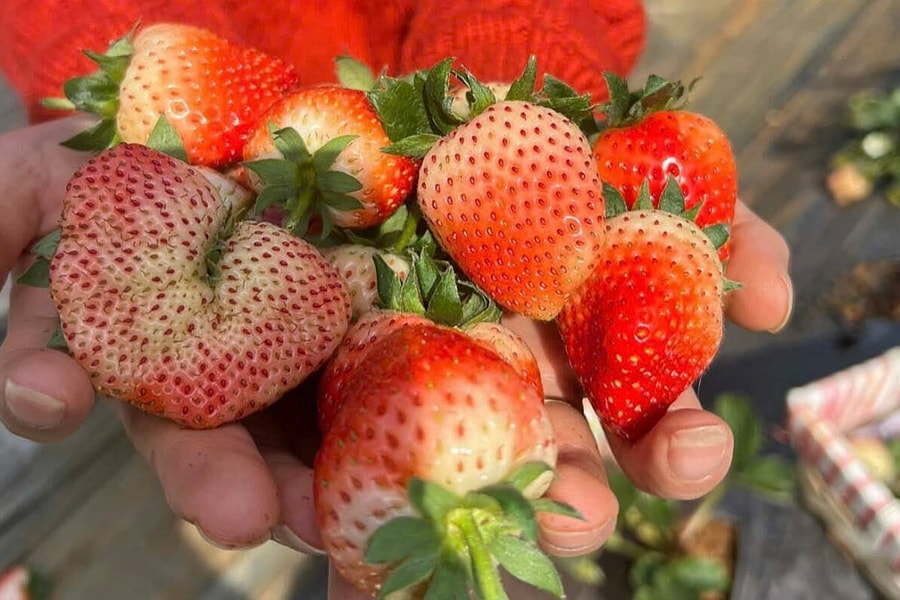 Lịch trình ba ngày khám phá Mộc Châu dịp Tết Nguyên đán