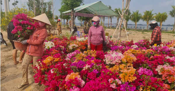 Cần Thơ: 700 lô, sạp kinh doanh hoa kiểng Tết được miễn phí mặt bằng, điện, nước