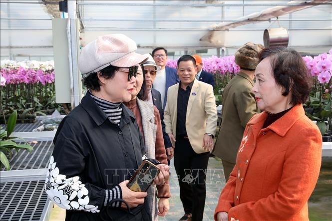 'Bông lan vàng' của làng Phù Vân