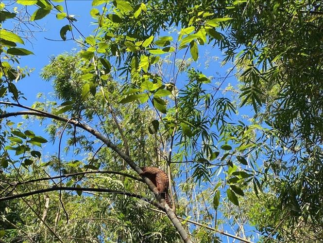 Đồng Nai tiếp nhận và tái thả nhiều động vật hoang dã quý hiếm