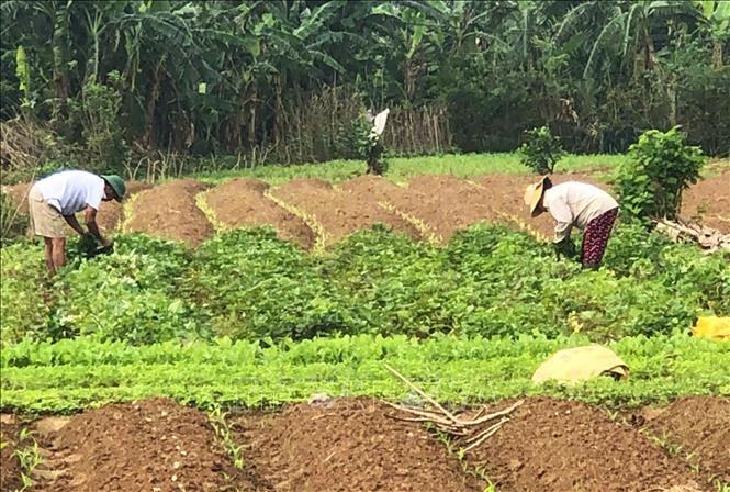 Quảng Trị chủ động sản xuất vụ Tết nhờ thời tiết nắng ráo