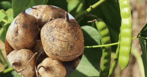 Củ đậu ví như "nhân sâm người nghèo" rất tốt nhưng có bộ phận là "thuốc độc": Bạn đã biết chưa?