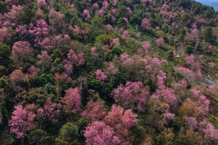 Rừng mai anh đào phủ kín Mộng Đào Nguyên Đà Lạt