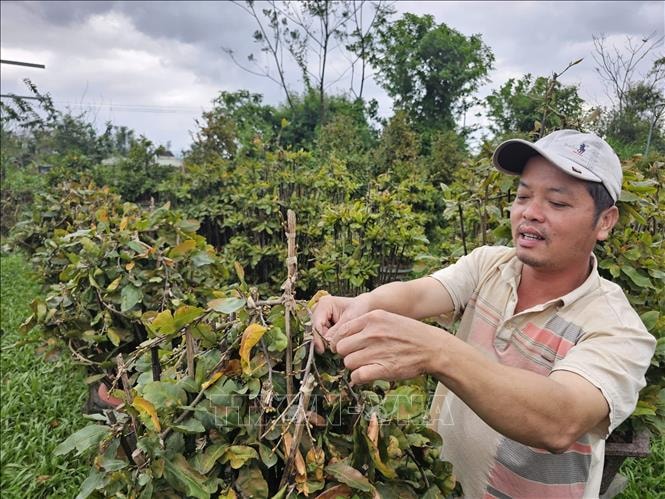 Thủ phủ mai An Nhơn kỳ vọng thị trường Tết
