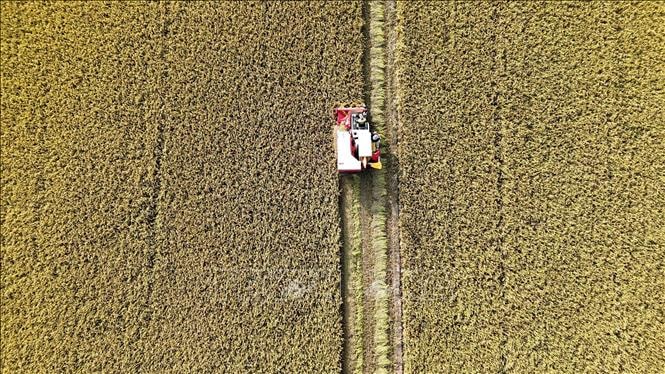 Đề án 1 triệu ha lúa chất lượng cao: Cơ hội tái cơ cấu ngành lúa gạo