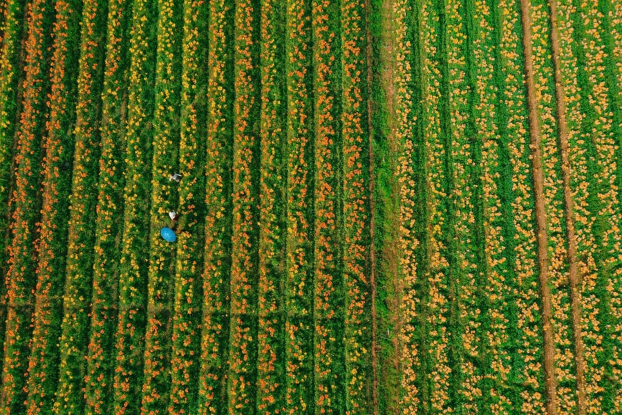 Cánh đồng hoa ly nhuộm vàng ven sông Kinh Thầy