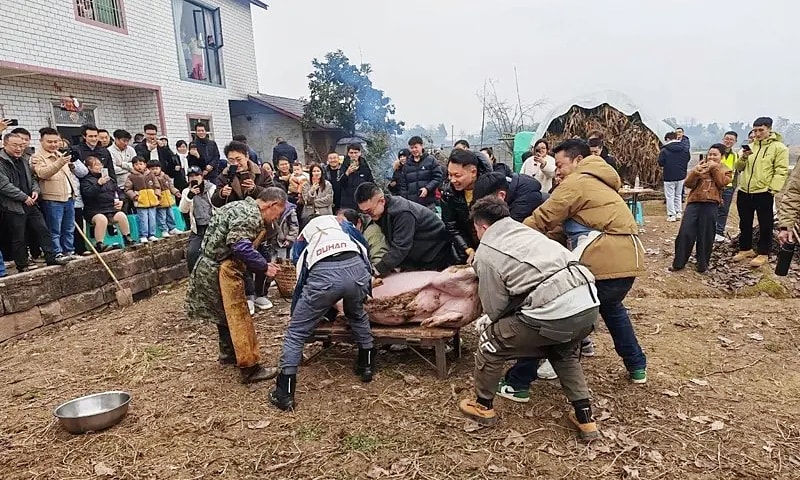 Nhờ dân mạng giúp mổ lợn, cô gái bất ngờ tiếp 10.000 khách