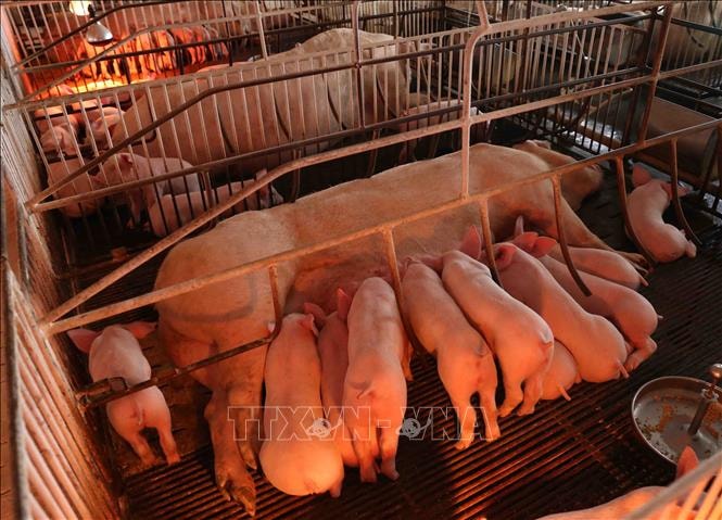 Cao Bằng cơ bản khống chế dịch tả lợn châu Phi