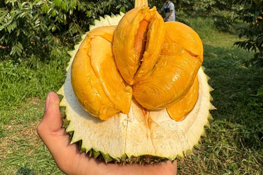 Xuất khẩu rau quả sang Trung Quốc cao kỷ lục gần 8,6 tỷ USD