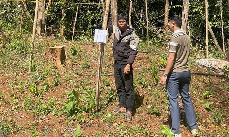 Bị khởi tố vì vào rừng trồng cần sa