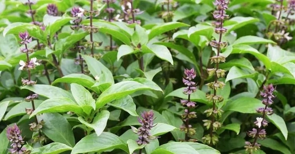 Loại rau là "nữ hoàng của các loại thảo dược" có nhiều lợi ích cho sức khỏe