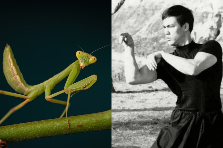 Lý Tiểu Long say mê môn võ bọ ngựa, dùng cách đặc biệt để xin học