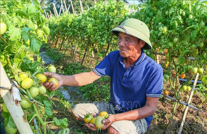 Cà chua được giá, nông dân kỳ vọng thu nhập cao