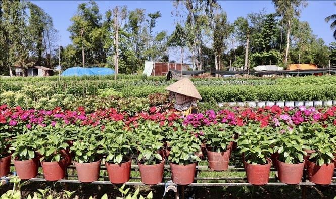 Nhà vườn An Giang kỳ vọng vụ hoa Tết