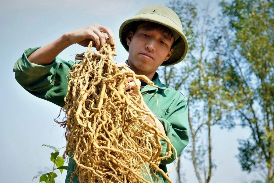 Anh nông dân với cú liều đưa cây "thần dược" về vùng đất hoang