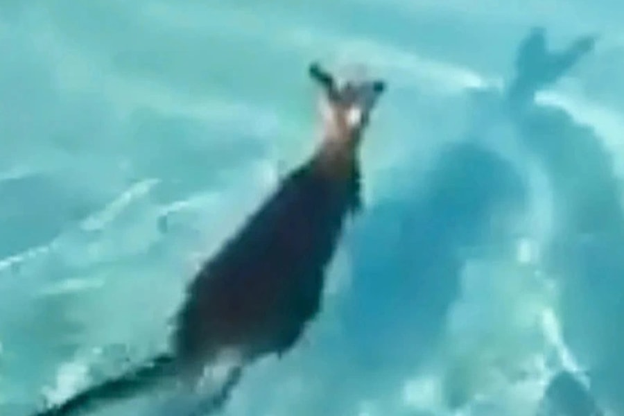 Chuột túi lẻn vào công viên tắm sông lười, bất ngờ lên sóng truyền hình Mỹ