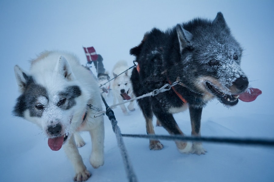 Đội chó kéo xe cảnh báo gấu Bắc Cực ở Greenland