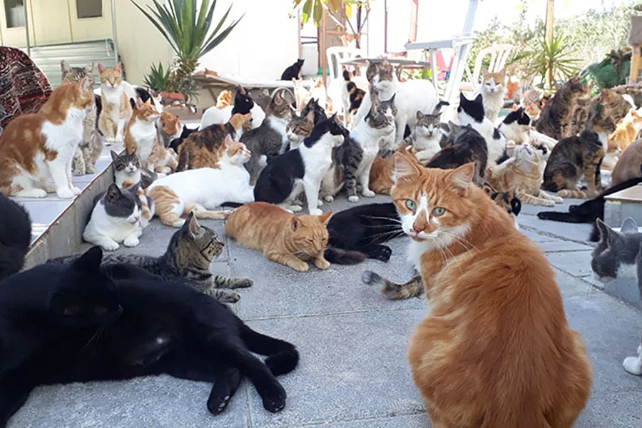 Nước nào có số mèo vượt quá số dân?