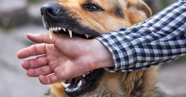 Chó nghi bị dại cắn liên tiếp 3 người trong một xã, 1 nạn nhân tử vong