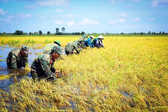 Triển khai Đề án giáo dục, tuyên truyền về Quân đội tham gia lao động sản xuất trên phạm vi cả nước