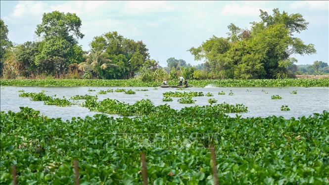 Xử lý lục bình trên sông Vàm Cỏ Đông: Từ ứng phó sang chủ động