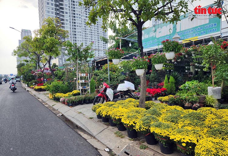 TP Hồ Chí Minh: Rực rỡ hoa, cây cảnh chơi Tết Bính Ngọ 2026