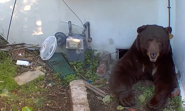 Khốn khổ vì sống chung với gấu 260 kg dưới gầm nhà
