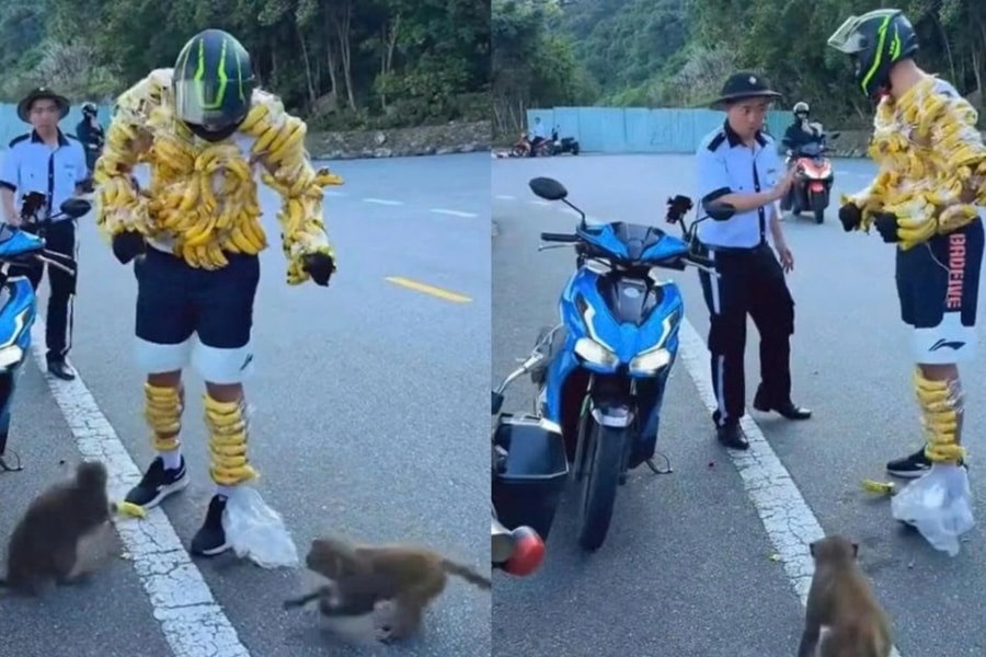 Du khách nước ngoài quấn chuối quanh người để cho khỉ hoang dã ăn