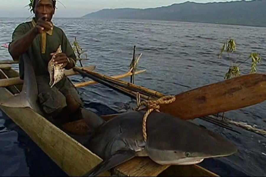 Nơi đàn ông phải bắt cá mập bằng tay không