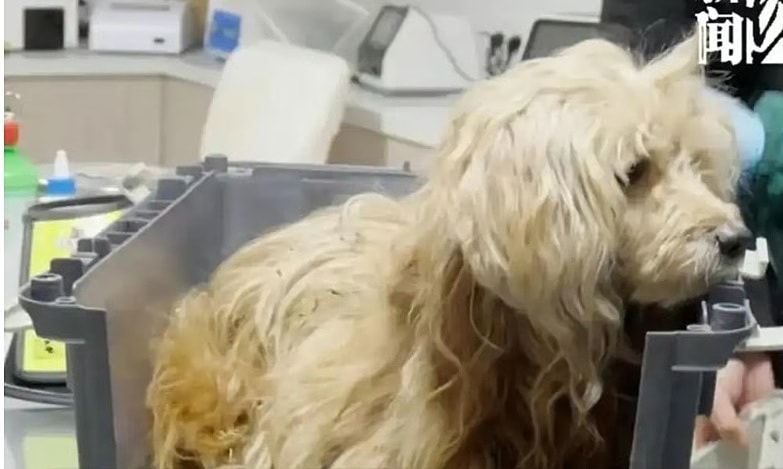 Chú chó nhịn ăn, dầm mưa đợi chủ đã mất