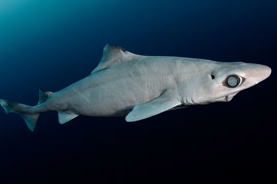 Cá mập nguy cấp vì bị săn lấy 'vàng lỏng'